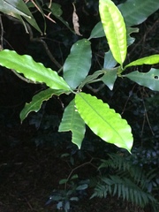 Tabernaemontana ventricosa