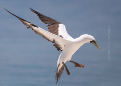 Masked Booby photo 2