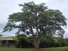 Copaifera langsdorffii