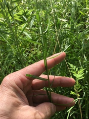 Sericocarpus linifolius