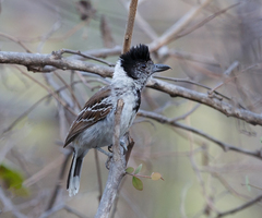 Collared Antshrike photo 4
