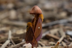 Anisota virginiensis