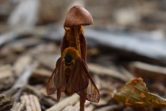 Anisota virginiensis