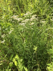 Sericocarpus linifolius