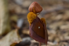 Anisota virginiensis