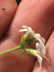 Sericocarpus linifolius