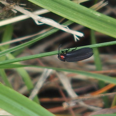 Pyrocoelia formosana