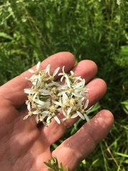 Sericocarpus linifolius