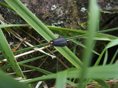 Pyrocoelia formosana