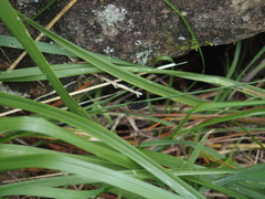 Pyrocoelia formosana