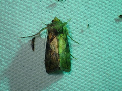 Argyrogramma verruca