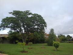 Copaifera langsdorffii