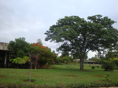 Copaifera langsdorffii