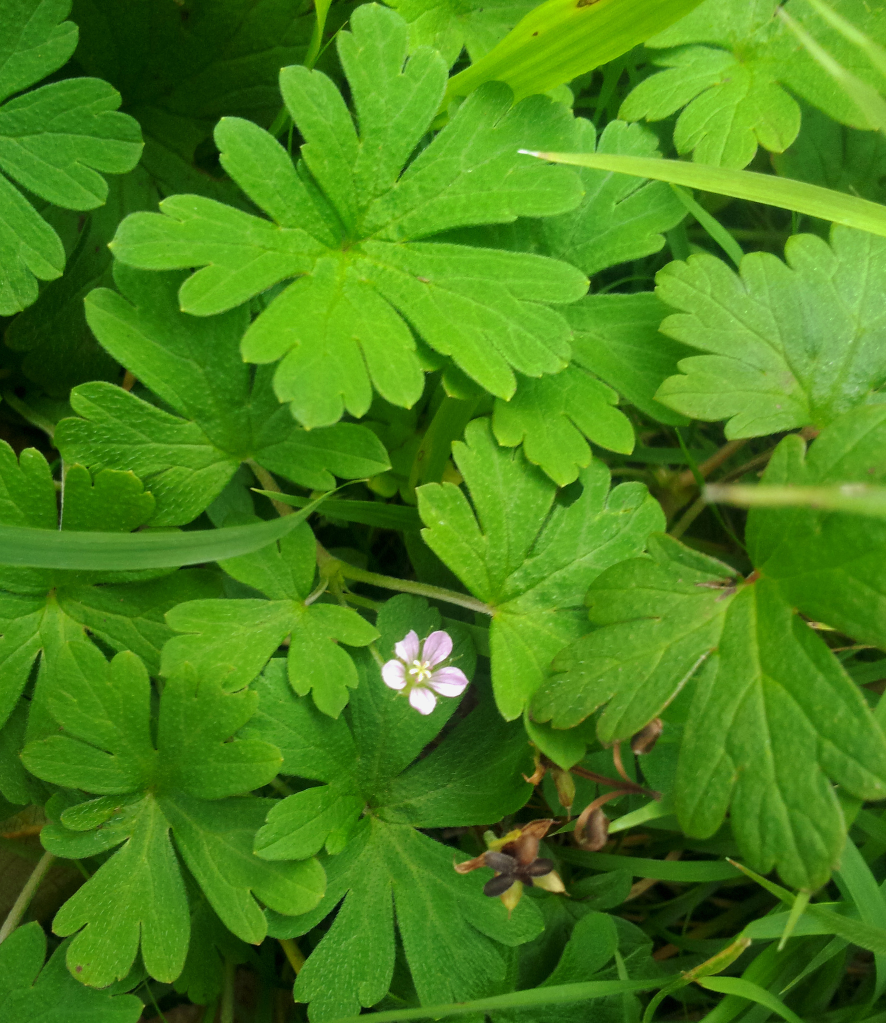Geranium homeanum