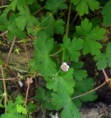 Geranium homeanum