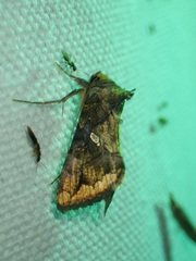 Argyrogramma verruca
