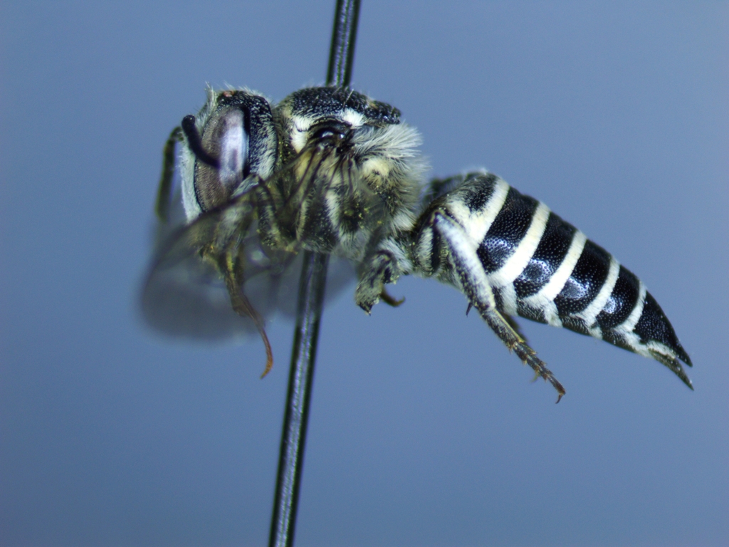 Coelioxys grindeliae