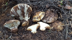 Cortinarius verrucisporus