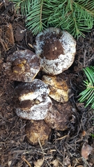 Cortinarius verrucisporus