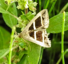 Grammodes bifasciata