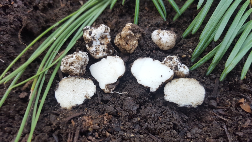 Leucophleps