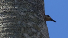 Melanerpes superciliaris