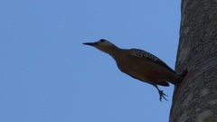 Melanerpes superciliaris