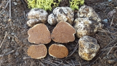 Cortinarius lilacinoides