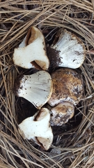 Cortinarius verrucisporus