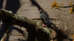 Turdus plumbeus