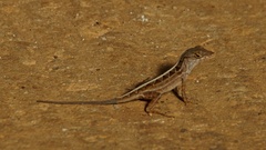 Anolis sagrei