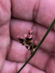 Juncus balticus littoralis