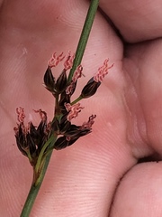 Juncus balticus littoralis