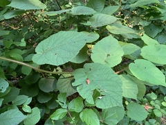 Actinidia