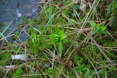 Lobelia sessilifolia