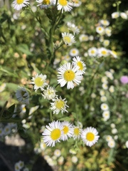 Erigeron annuus