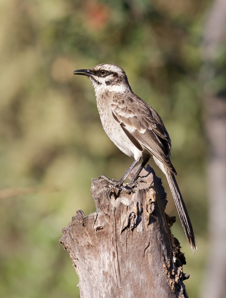Long-Tailed Mockingbird