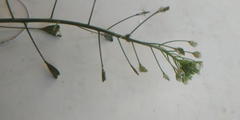 Capsella orientalis