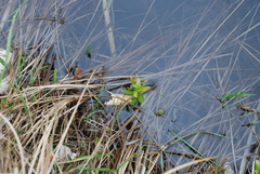 Lobelia sessilifolia