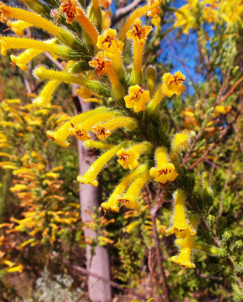Swamp Heath