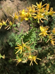 Hypericum perforatum