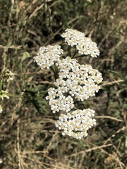 Achillea millefolium