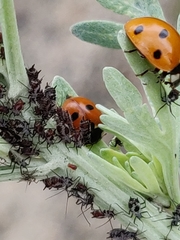 Coccinella quinquepunctata