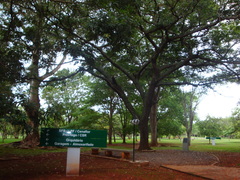 Copaifera langsdorffii