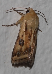 Heliothis scutuligera