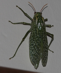 Physemacris variolosa