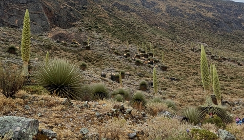 鳳梨科  普亞鳳梨屬 萵氏普亞鳳梨 *Puya raimon