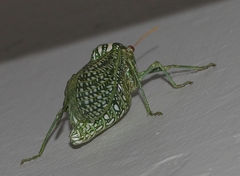 Physemacris variolosa