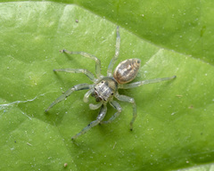 Phintella arenicolor