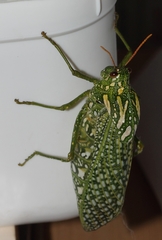 Physemacris variolosa
